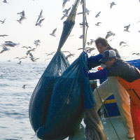 瀬戸内海のいかなごの生産者　兵庫県漁連が取り組む豊かな海づくり