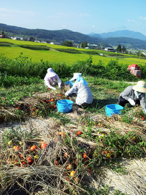 飯綱町の加工用トマト畑は高原にあります