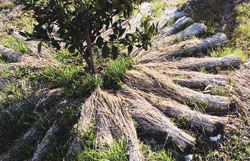 ミカンの木の根元の稲わらは、保水と保温のための工夫。根が深くなりすぎず、糖度の高いミカンができる