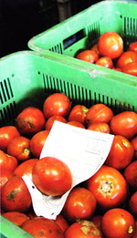 農協集荷場に搬入されたトマト