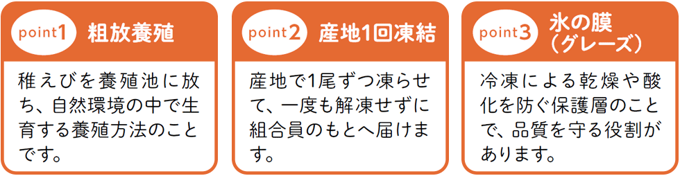 粗放養殖、産地1回凍結、氷の膜(グレーズ)