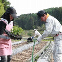 加工用トマト、定植手伝い（JAながの）（日本農業新聞･信越版）