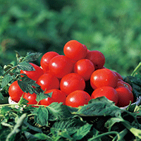 トマトケチャップ　ゆずれない、国産原料100％