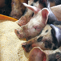 【日本の米育ち 平田牧場 三元豚】飼料用米を増量するチャレンジをはじめました