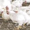 国産鶏種「はりま」飼料用米の給餌が全面化